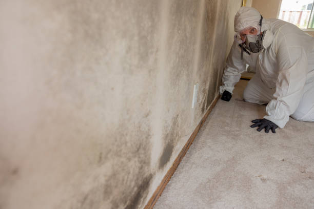  Sedgwick, KS Mold Removal Pros